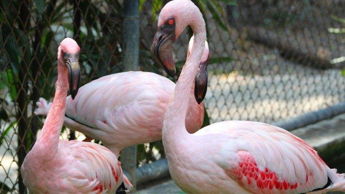 Flamingo di Kebun Binatang Surabaya.