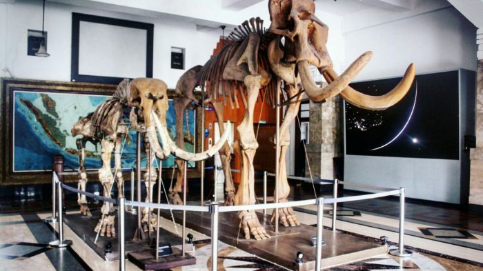 Alat peraga fosil gajah purba yang dipajang pada bagian depan Museum Geologi Bandung.