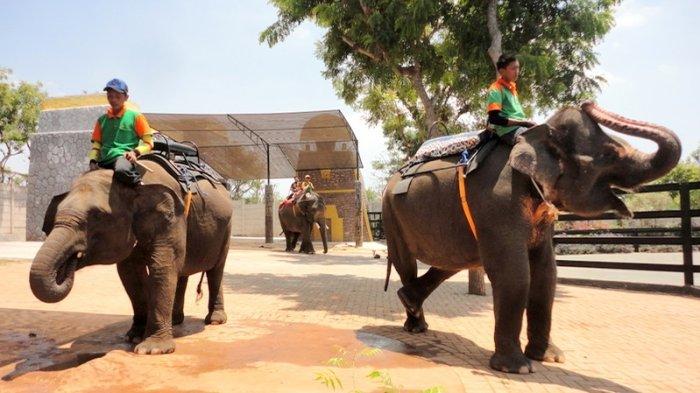 Gajah di Maharani Zoo & Goa Lamongan