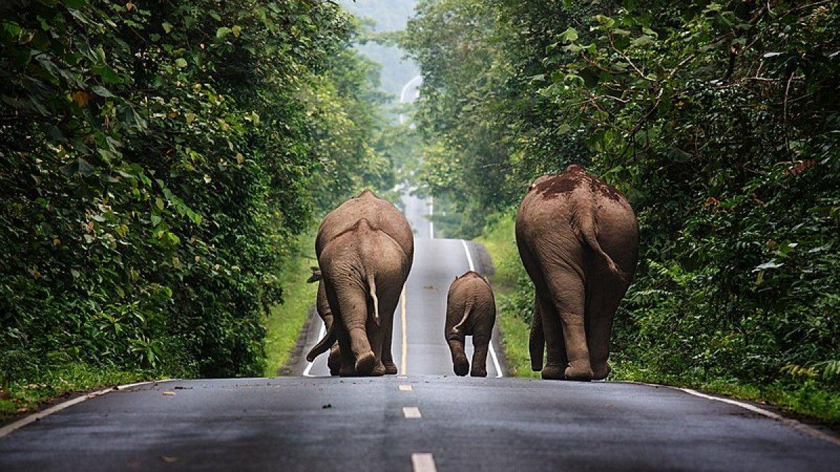 Gajah liar berjalan di jalan di area Taman Nasional Khao Yai, Thailand