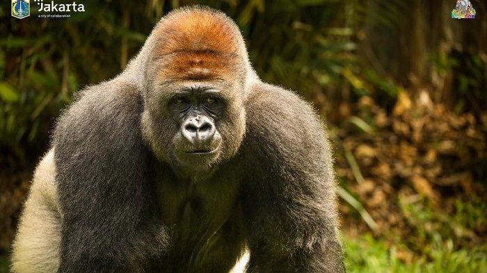 Gorila di Pusat Primata Schmutzer, Taman Margasatwa Ragunan.