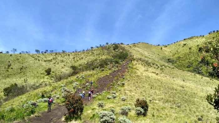 Kawasan sabana di Gunung Merbabu.