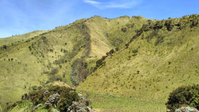 Keindahan sabana Gunung Merbabu.