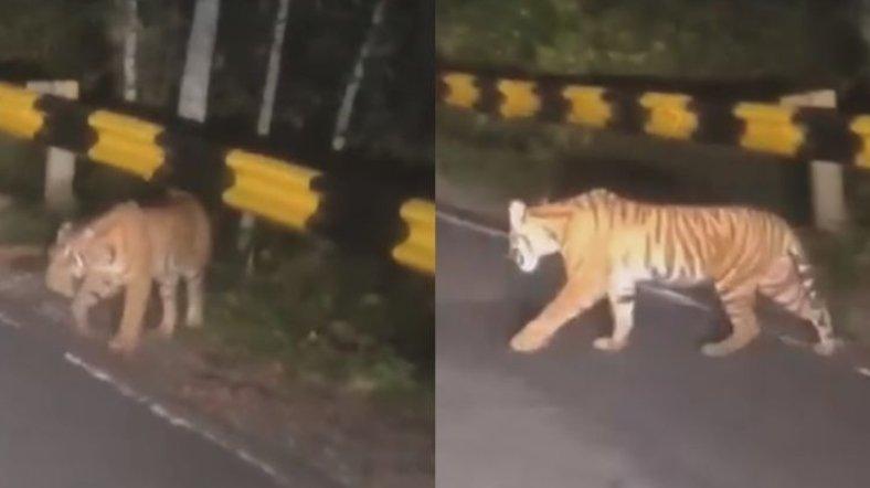 Kolase tangkapan layar video harimau Sumatera melintas di Jalinbar, Lampung, Sabtu (10/2/2024).