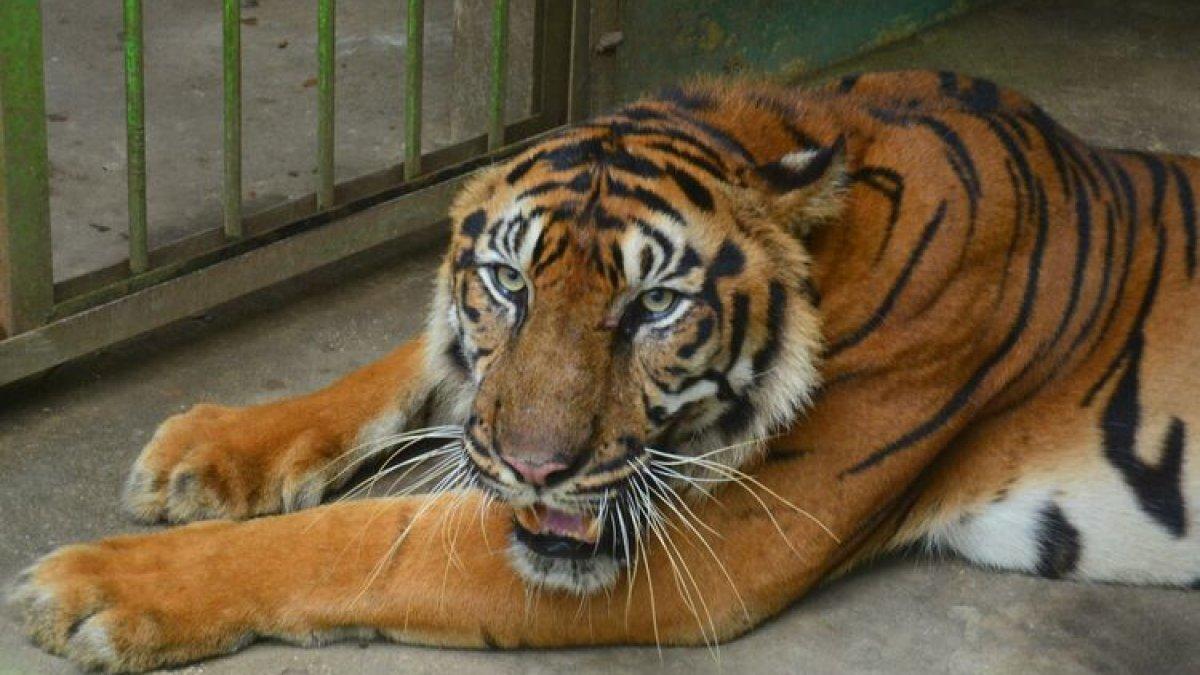 Harimau ini menjadi bagian dari Medan Zoo. Satu tempat wisata keluarga yang cocok dikunjungi.