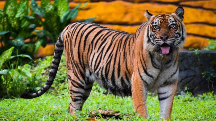 Harimau Sumatera di Kebun Binatang Surabaya.