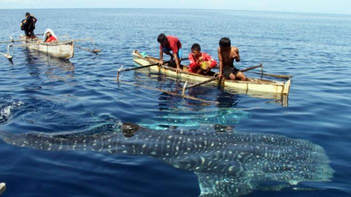 Anak-anak nelayan bercanda dengan hiu paus di pantai Botubarani, Kecamatan Kabila Bone, Kabupaten Bone Bolango, Gorontalo.