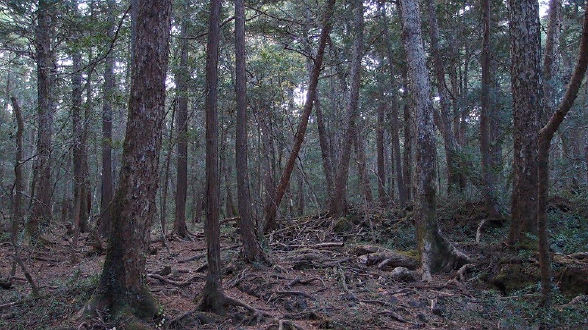 Di balik reputasinya yang menyeramkan, Aokigahara menawarkan jalur hutan sunyi dengan pemandangan memikat.
