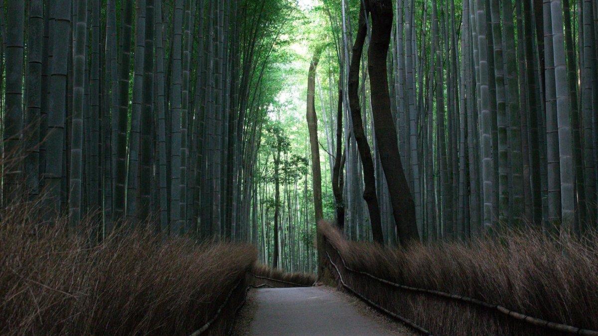 Hutan Bambu Arashiyama, satu tempat wisata di Kyoto Jepang yang gratis dikunjungi buat liburan hemat anggaran.