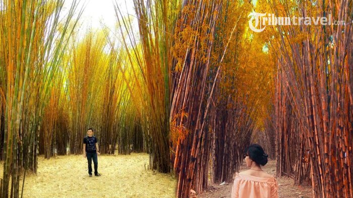 Hutan Bambu Keputih, Surabaya, Jawa Timur
