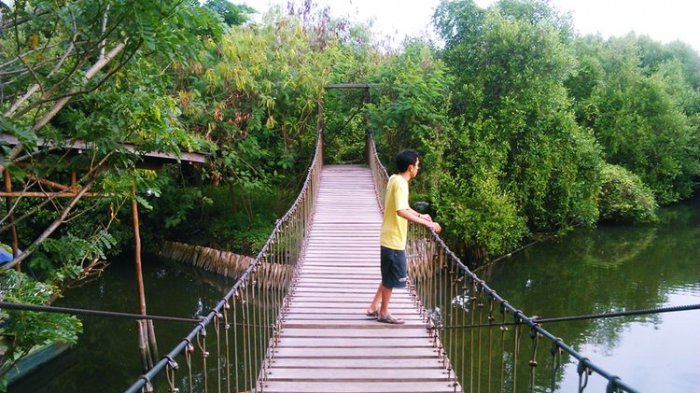 Ilustrasi wisata hutan mangrove.