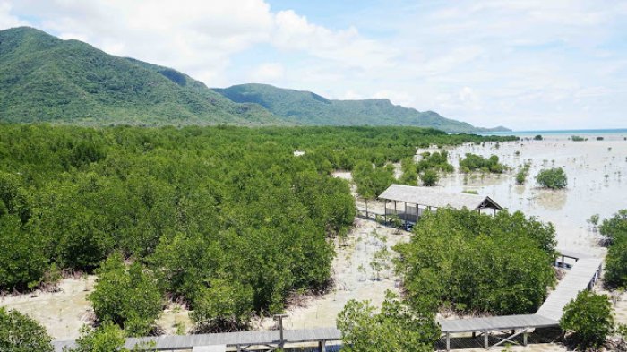 Hutan mangrove di Desa Kemujan, Karimunjawa, Jepara.