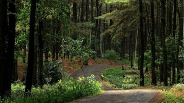 Hutan pinus di Taman Wisata Alam Gunung Pancar, Bogor yang cocok untuk bersepeda.