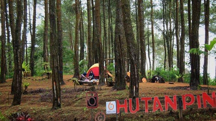 Hutan Pinus Kalilo, tempat wisata hits di Purworejo.