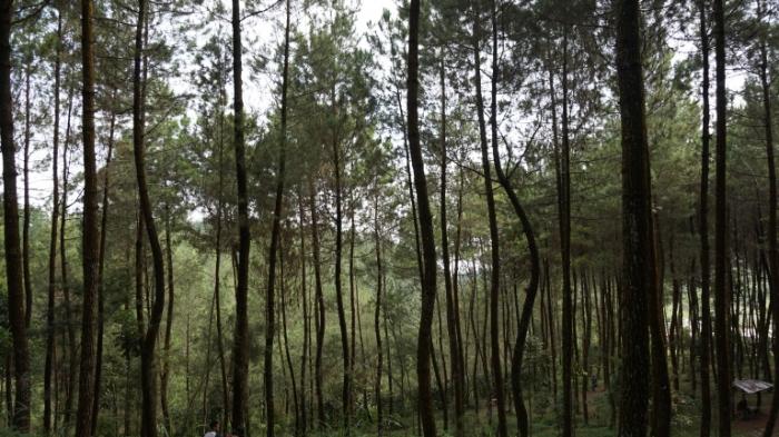Ilustrasi hutan pinus.