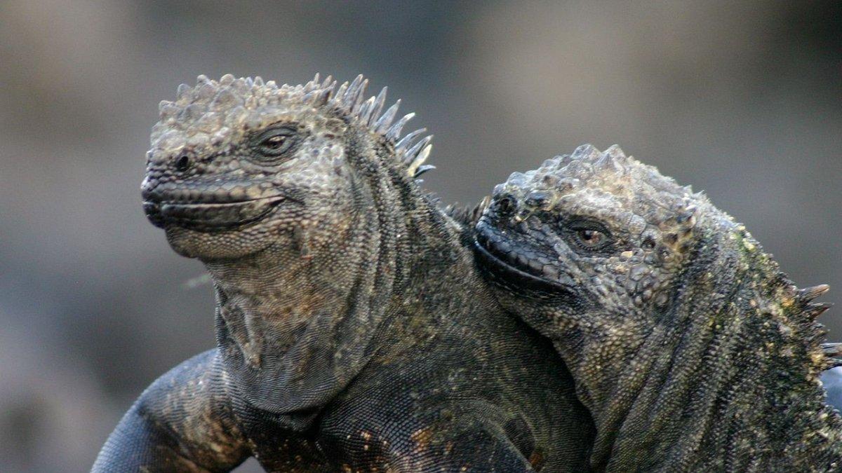 Iguana laut di Kepulauan Galapagos yang mirip Godzilla