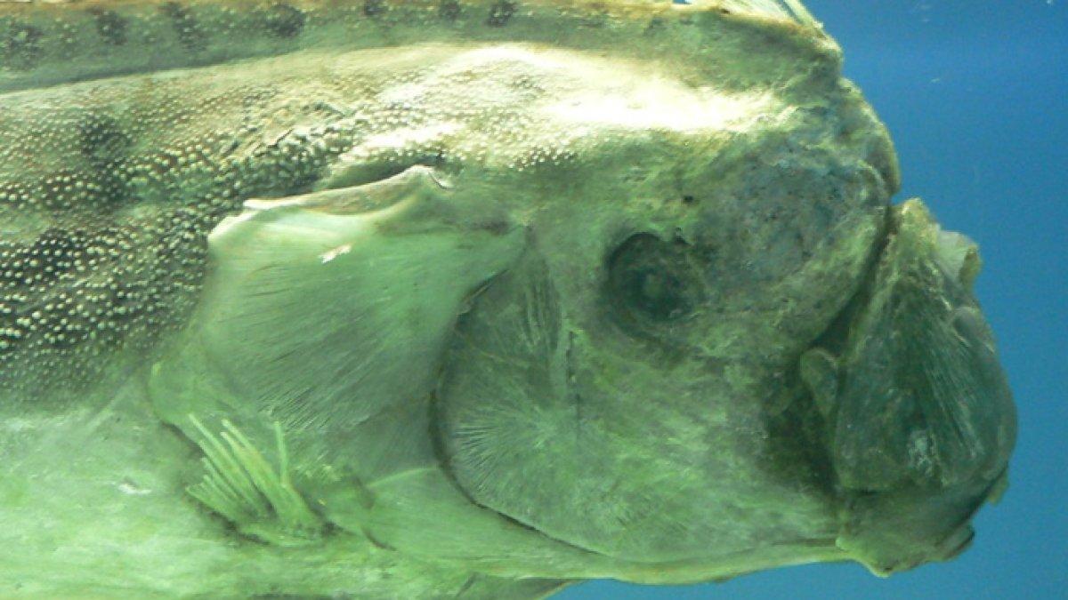 Ikan oarfish atau ikan kiamat yang diduga kemunculannya ke permukaan laut sebagai pertanda gempa.