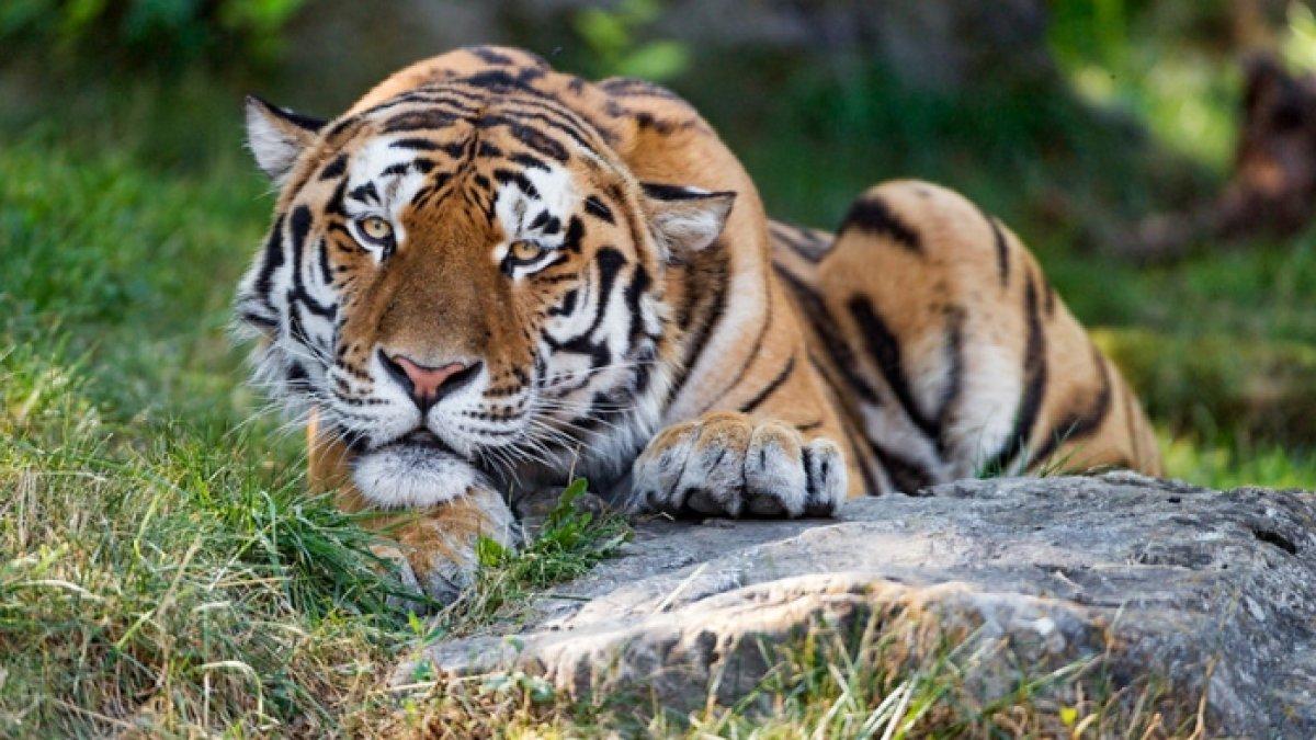 Ilustarsi harimau. Dalam kurun waktu tiga bulan terakhir, setidaknya sudah ada 4 ekor harimau di Medan Zoo yang mati. Harimau jenis Benggala dan Sumatera tersebut mati setelah mengalami sakit.