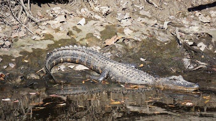 Ilustrasi aligator yang berada di dalam bebas.