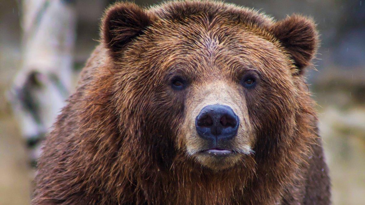 Ilustrasi beruang grizzly