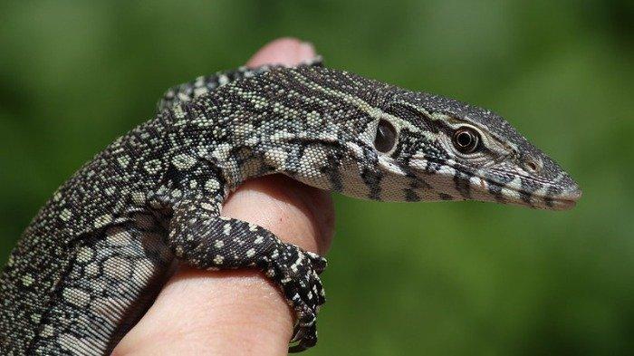 Ilustrasi biawak.