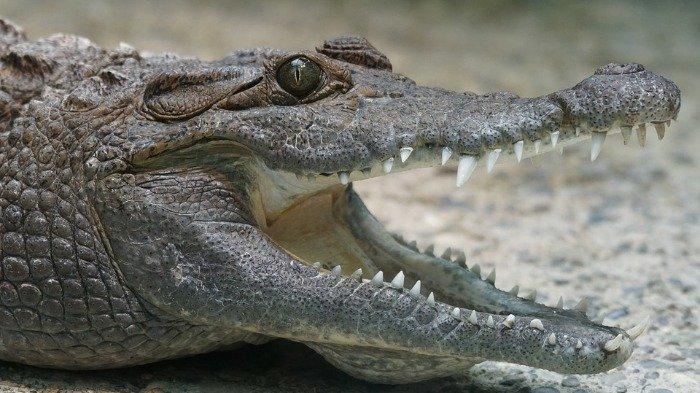 Ilustrasi buaya yang membuka rahangnya. Aksi pemberani seorang bocah 10 tahun yang bisa menyelamatkan diri dari gigitan buaya menggunakan trik edukasi satwa di Taman Hiburan.
