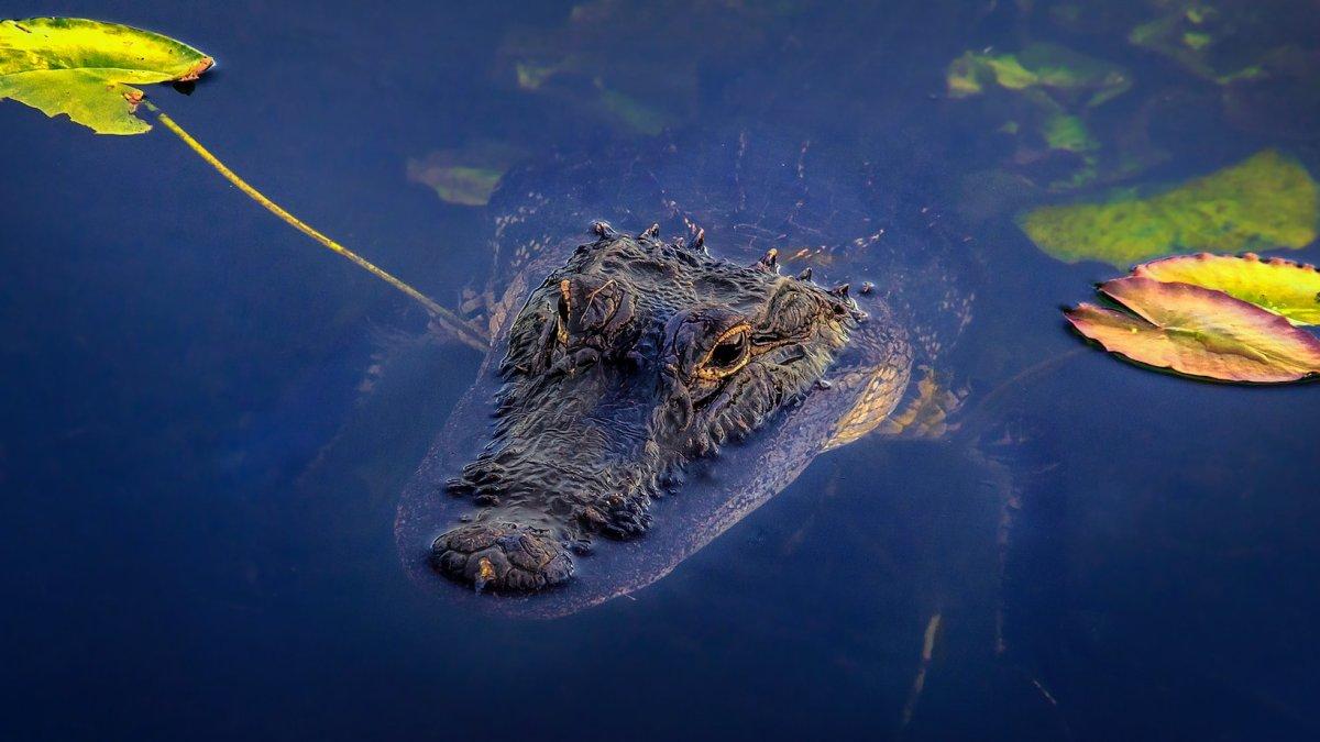 Ilustrasi buaya di Sungai.
