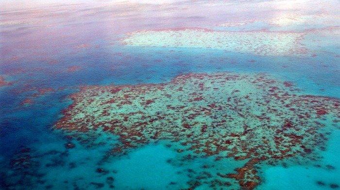 Ilustrasi Great Barrier Reef di Australia