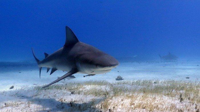 Tak Sadar Ada Hiu saat Main Paddleboard, Wanita 64 Tahun Digigit hingga