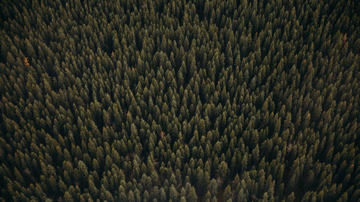 Ilustrasi hutan di Alaska. Dilaporkan sejak kecelakaan tahun 1972, lebih dari 20.000 orang hilang di Segitiga Alaska.