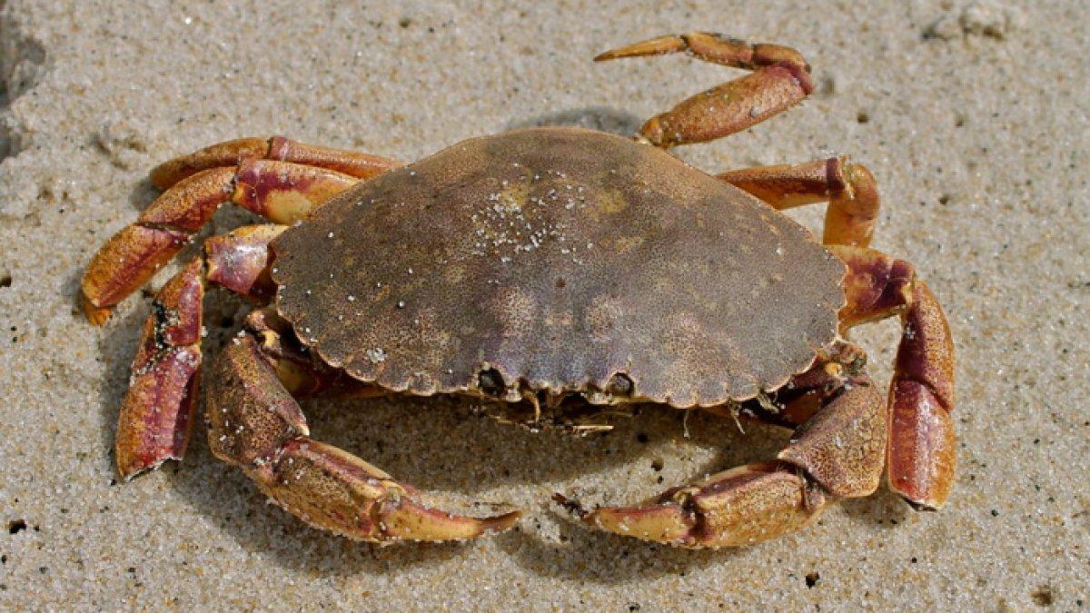 Ilustrasi kepiting di pantai.