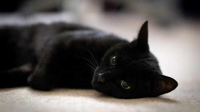 Ilustrasi kucing berwarna hitam. Seorang wanita di Filipina berasumsi terkena kutukan saat melahirkan bayi laki-laki bak manusia serigala gegara pernah mengonsumsi kucing liar selama hamil.