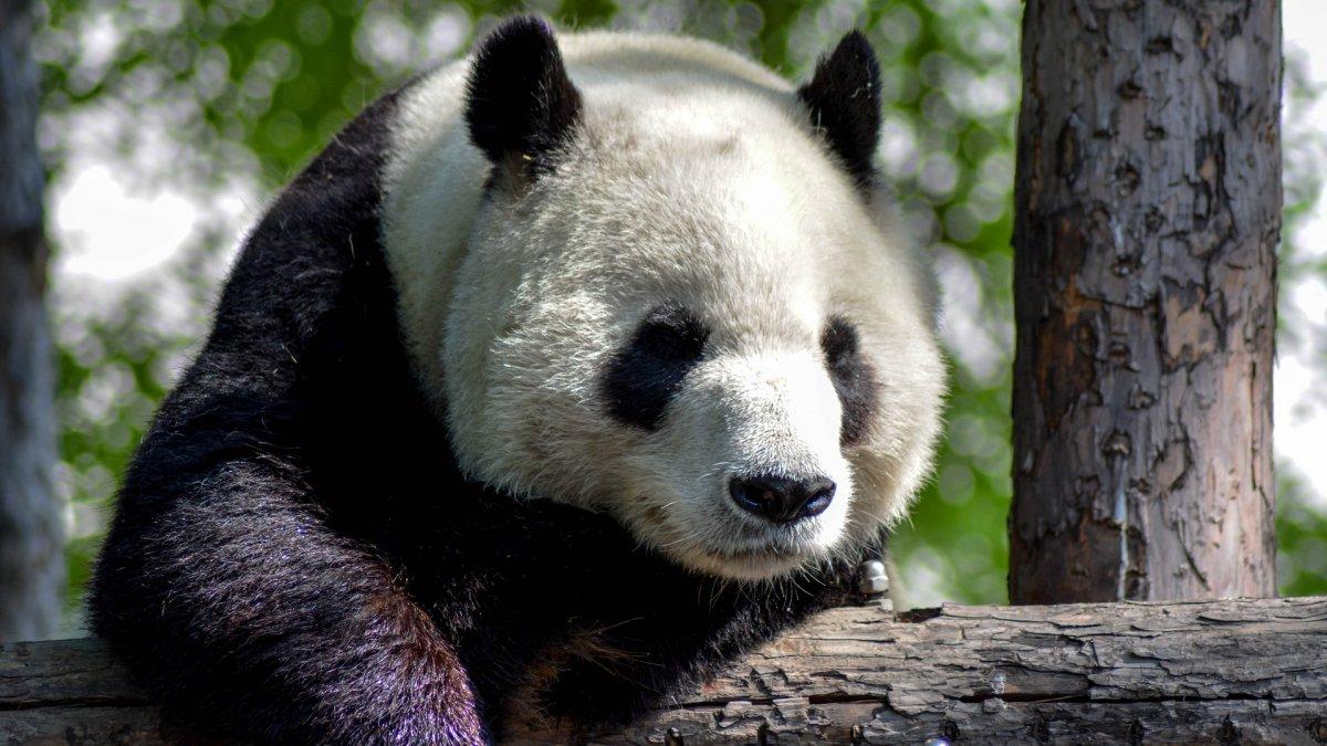 Ilustrasi panda raksasa di China.