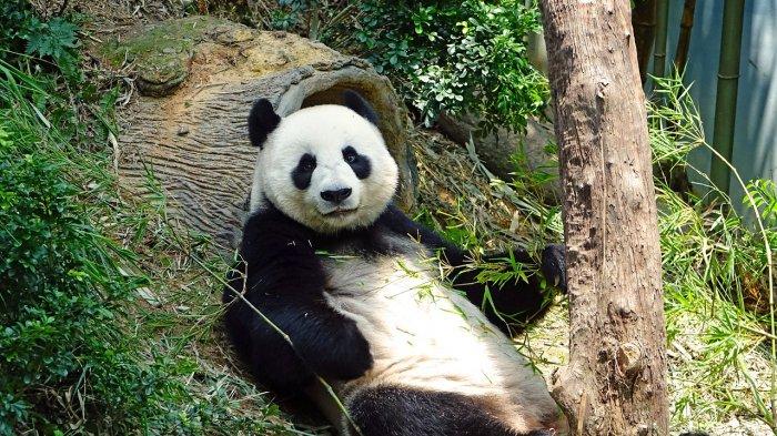 Ilustrasi panda raksasa di China.