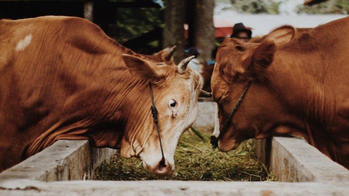 Ilustrasi sapi jenis Nelore. Sapi Nelore berusia 4,5 tahun bernama Viatina-19 FIV Mara Emovis sah menjadi sapi termahal di dunia usai terjual dengan harga USD 4,3 juta atau sekira Rp 68 miliar.