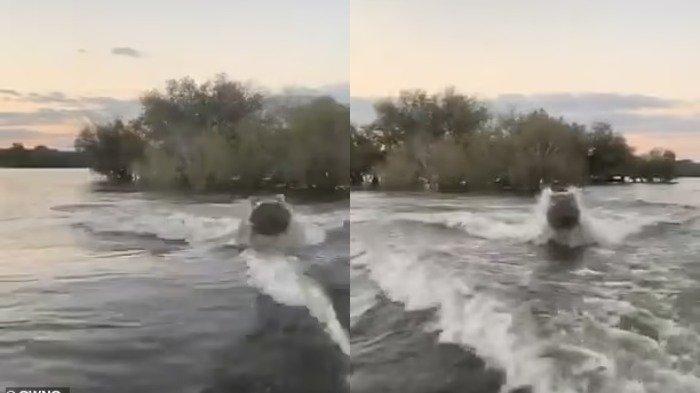 Inilah momen mengerikan kuda nil yang marah mengejar speedboat turis untuk memaksa mereka keluar dari wilayahnya di Kenya.