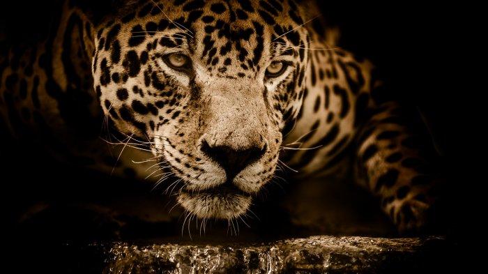 Jaguar yang sedang memperhatikan mangsanya