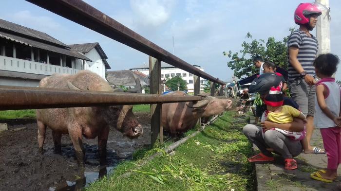 Masyarakat memberi makanan kepada kerbau Kyai Slamet di Alun-alun Kidul.