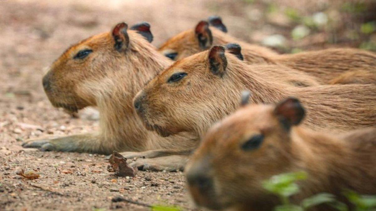 Kapibara di Taman Margasatwa Ragunan. 