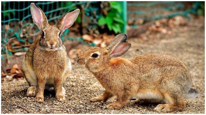 Tips Penting Saat Berkunjung ke Pulau Kelinci