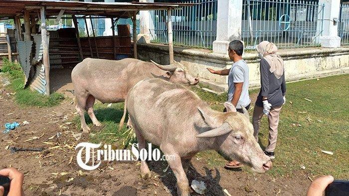 Kebo bule milik Keraton Kasunanan Surakarta yang masih keturunan Kyai Slamet, Sabtu (23/7/2022).