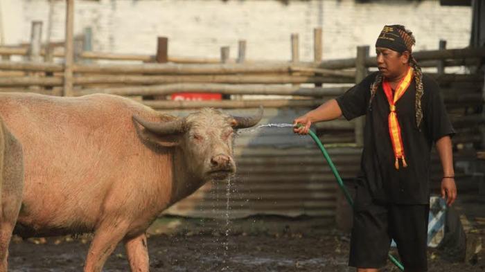 Kebo bule yang bisa kamu jumpai di Alun-alun Kidul Kota Solo.