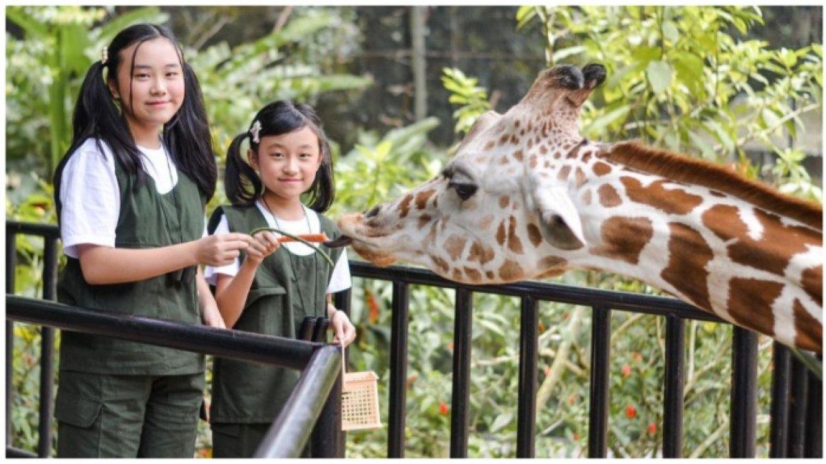 Pengunjung berinteraksi langsung dengan satwa di Kebun Binatang Bandung.