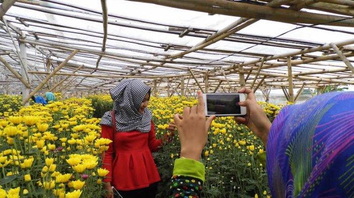 Pengunjung asyik berfoto dengan latar kebun bunga krisan di