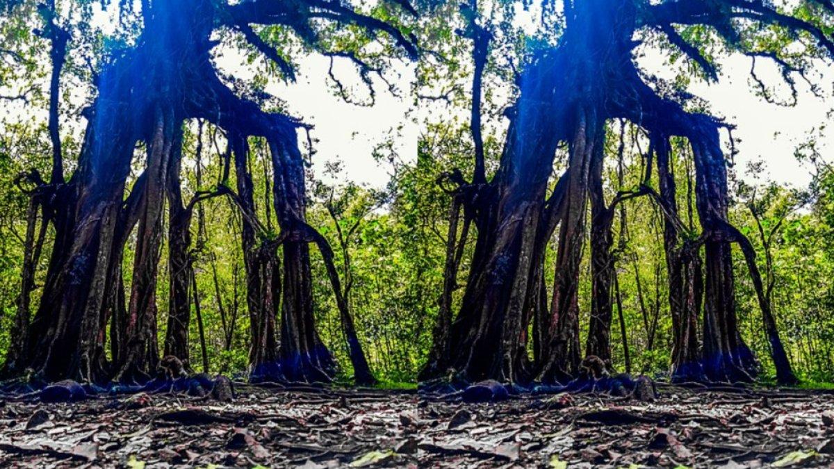 Kebun Raya Bedugul di Bali