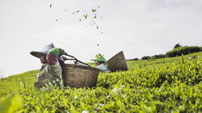 Kebun Teh Alahan Panjang.