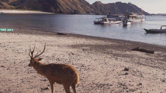Keseruan Anya Geraldine saat jalan-jalan di Pink Beach, Nusa Tenggara Timur