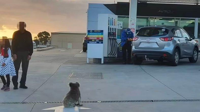 Viral seekor koala baru-baru ini berkeliaran di sebuah SPBU dekat jalan raya di Australia.