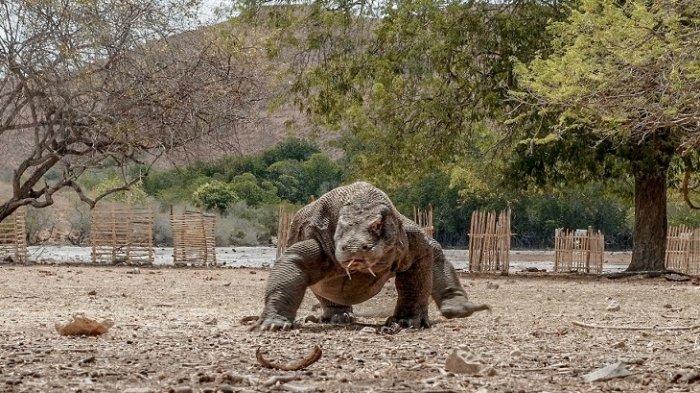 Satwa langka komodo, dengan habitat di Pulau Komodo, Nusa Tenggara Timur.