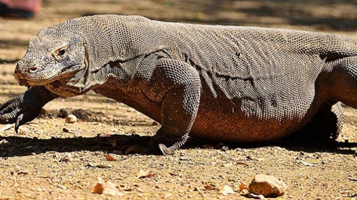 Komodo (Varanus komodoensis) hidup liar di Pulau Rinca, Jumat (10/6/2016).